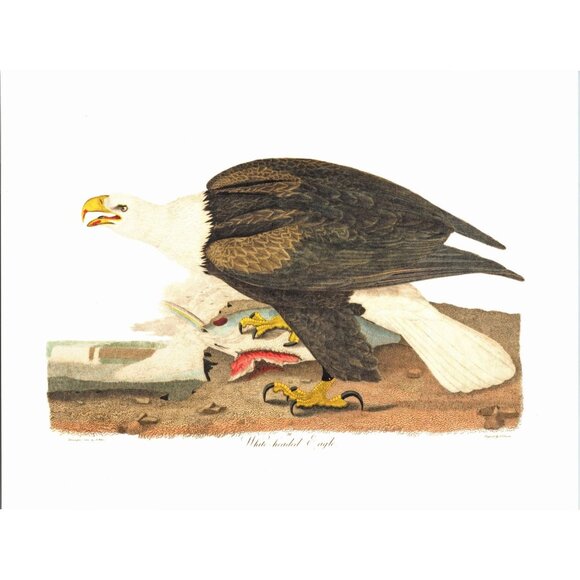 8.5x11 - Vintage Bird Avian Nature Plate/Print - Bald Eagle - Picture 1 of 2